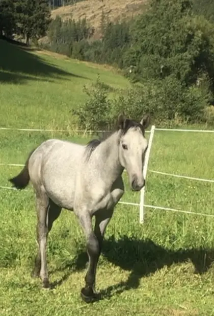 Appaloosa-Mix Hengstfohlen