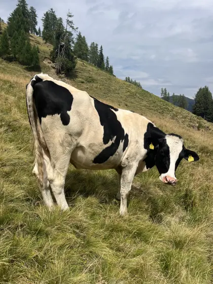 Kalbinnen