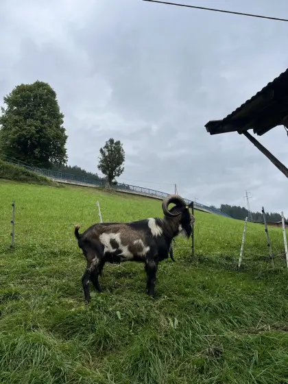 Verkaufe Tauernscheckenbock