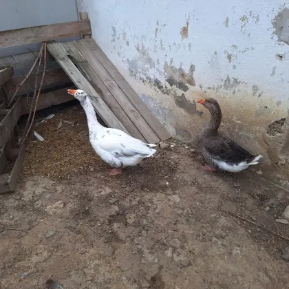 Gänsepaar