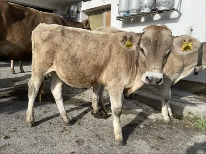 Bio Braunviehkälber