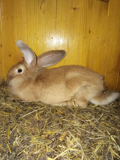 Riesenbartkaninchen