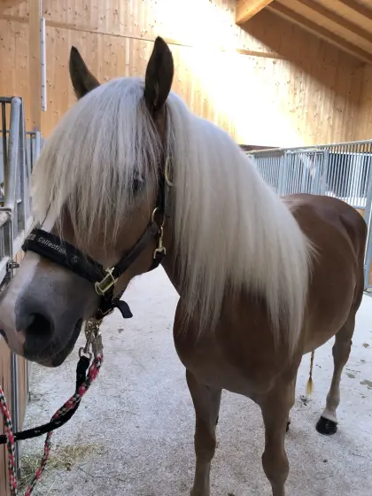 Haflinger Stute