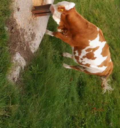 Erstkalbskuh