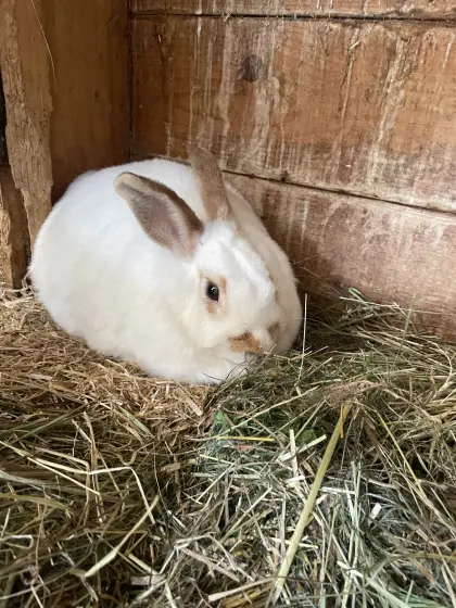 Kaninchen