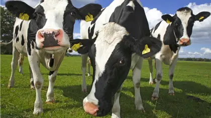 Maisballen Silomais Maissilage auch Bio