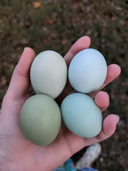 Bruteier Araucana blau-grün