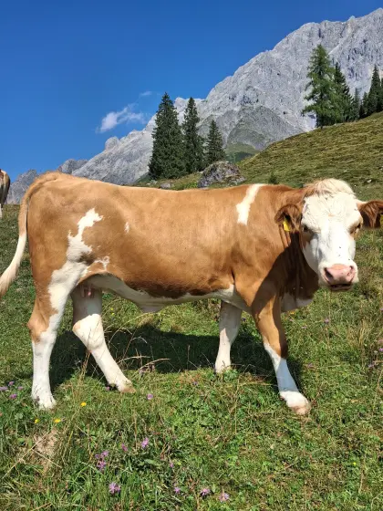 Trächtige Fleckviehkalbin