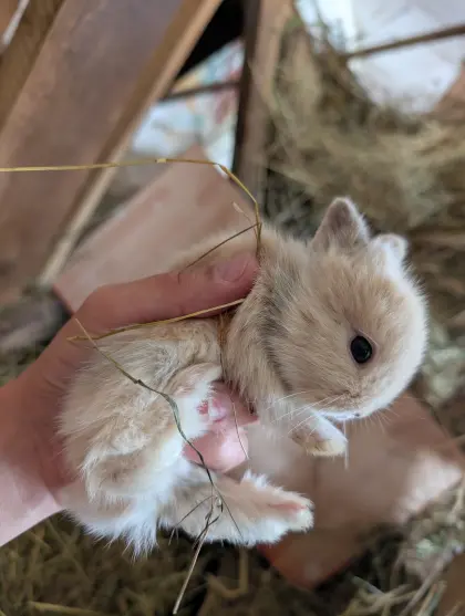 Kaninchen