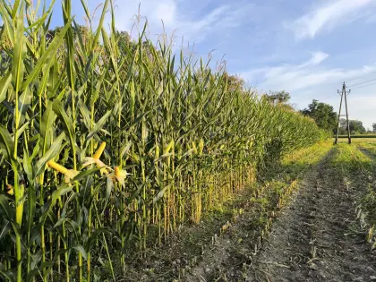 Bio-Maisballen