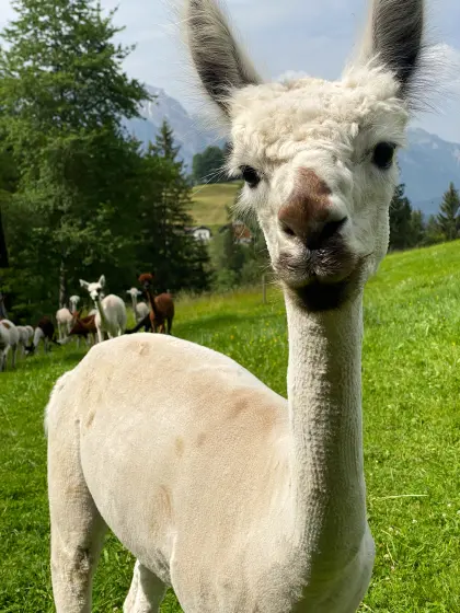 Alpaka-Stute mit Cria bei Fuß