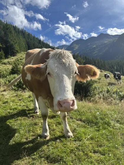 Hochträchtige Bio FV-Kalbin