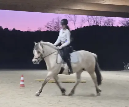 Reitunterricht Graz, Reiten, Einzelstunde