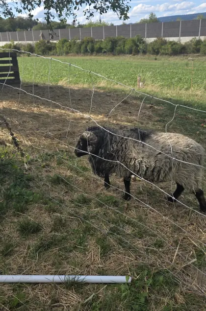 Mini-Schafbock