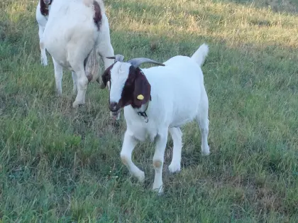 Jungbock, Burenziegen