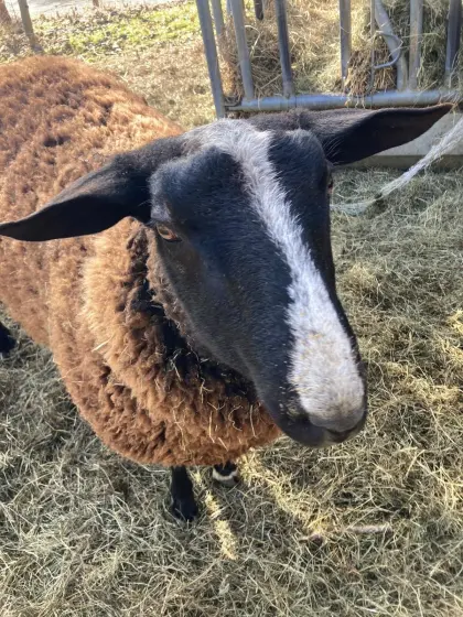 Bio Zwartbles, Jungwidder mit Abstammung