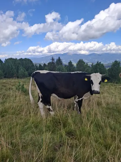 Sprinzen, Flecken Kuh