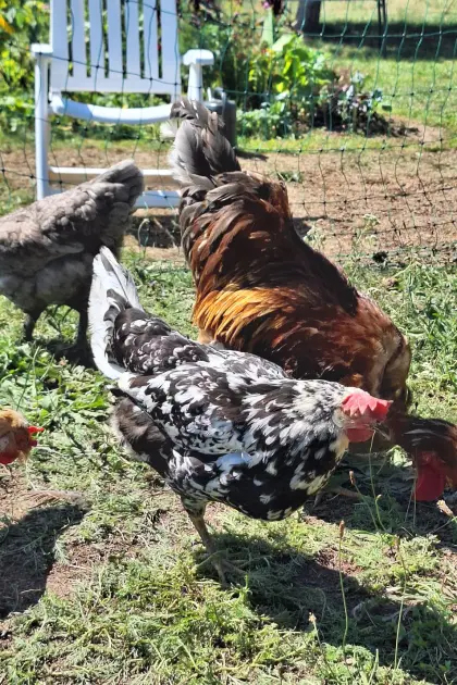 Exchequer Leghorn