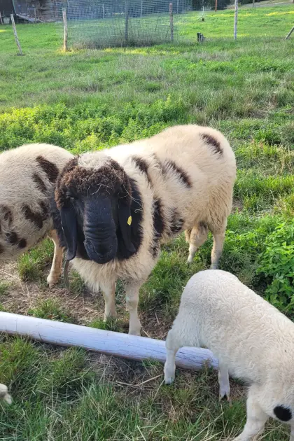 Tscheggenbock
