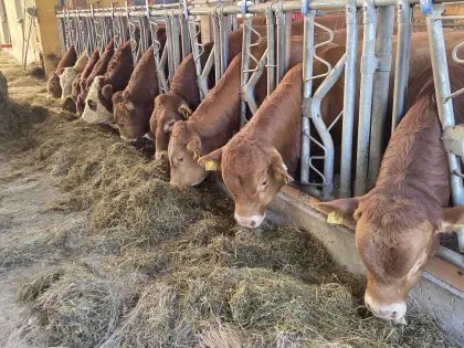 Limousin
