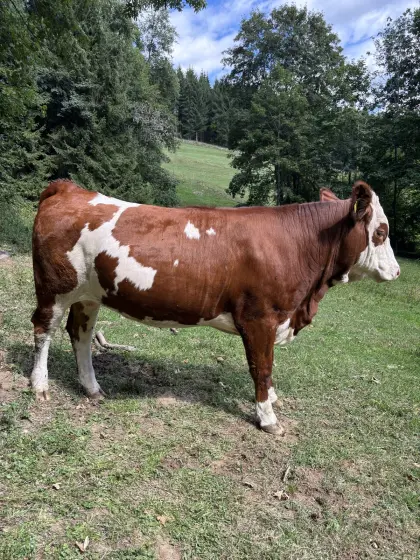 Bio-Kalbin trächtig