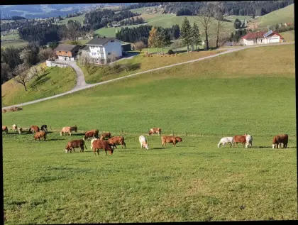 Suche Weide, Wiese