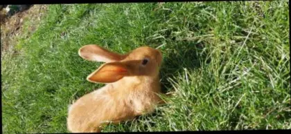 Neuseeländer-Hasen