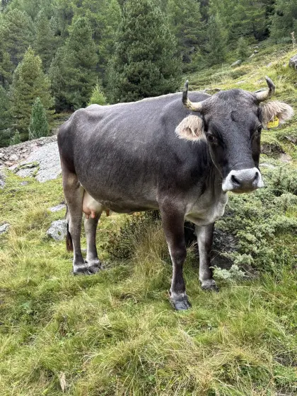 Grauviehkuh