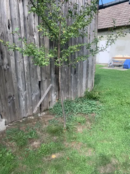 Pflaumenbaum