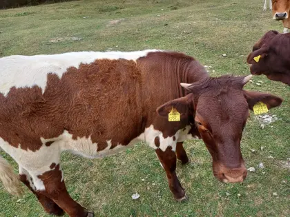 Pinzgauer Stierkalb und Kalbinnen