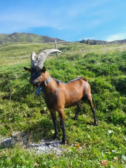 Aosta-Bock zu verkaufen