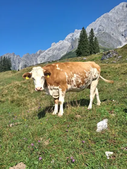 Trächtige Fleckviehkalbin