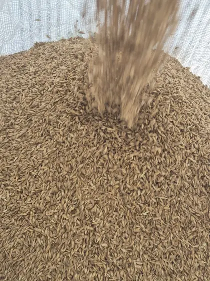 Verkaufe Dinkel
