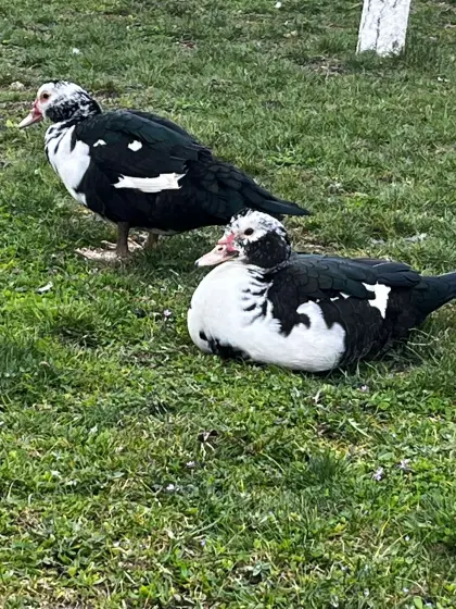 Warzenenten