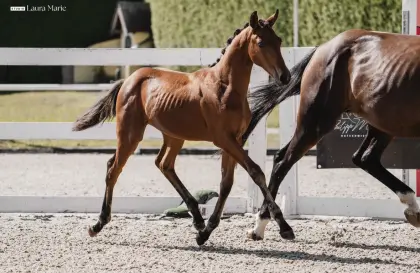 Bellezza, österr. Warmblut-Stute