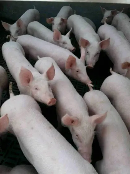 Kreuzungsferkel