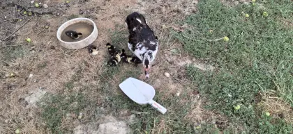 Enten