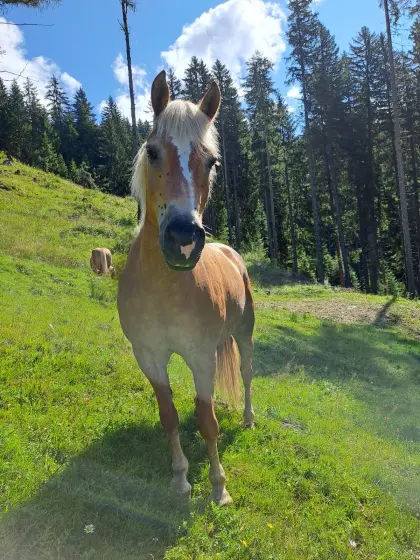 Haflinger-Stute