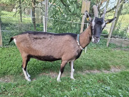 Bockmutter Pinzgauer Strahlenziege