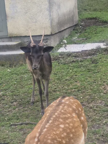 Damhirsch, Mufflonwidder
