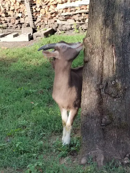 Junger Thüringer Waldziege-Bock
