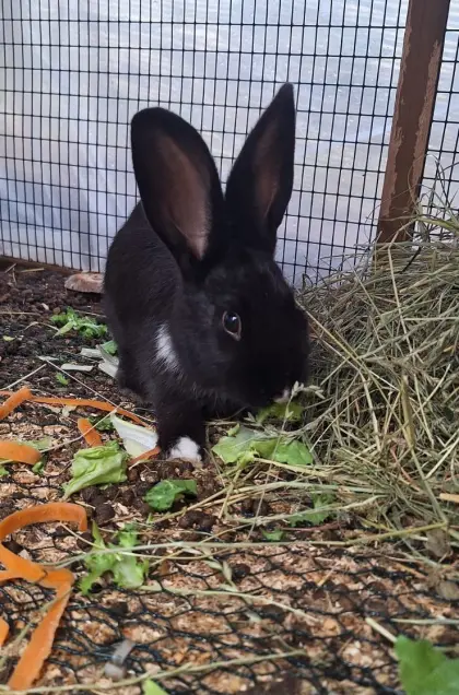 Kaninchen