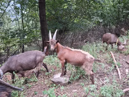 Aosta-Bock