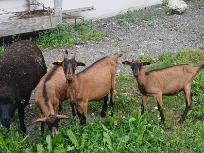 Verkaufe Ziegenkitze