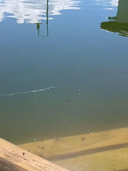 Junge Goldfische
