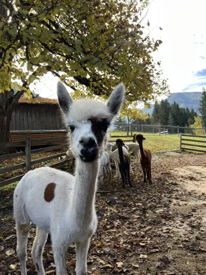 Multicolor Alpaka-Stute mit Cria bei Fuß