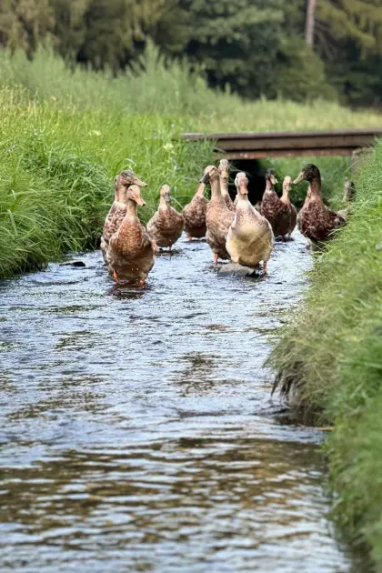 Enten