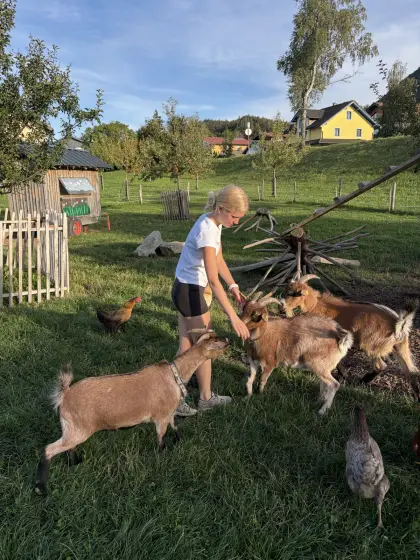 Verkaufe 3 Zwergziegen (2x Bock kastriert, 1x weiblich)