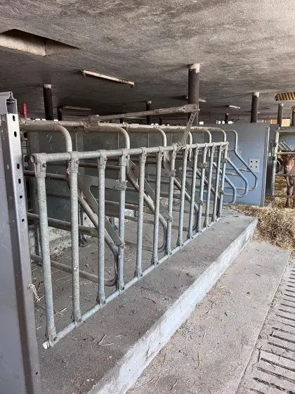 Aufstallung Kälber