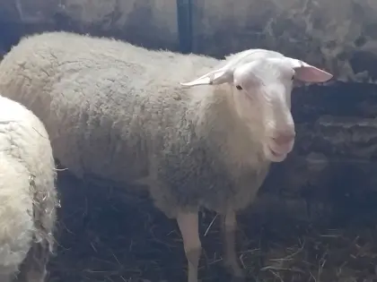 Milchschafwidder